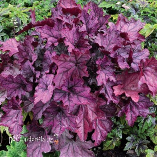 Picture of Heuchera 'Spellbound' Coral Bells