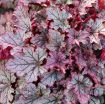 Picture of Heuchera 'Spellbound' Coral Bells