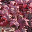 Picture of Heuchera 'Spellbound' Coral Bells