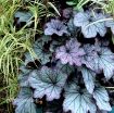 Picture of Heuchera 'Spellbound' Coral Bells