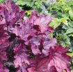 Picture of Heuchera 'Spellbound' Coral Bells