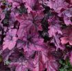 Picture of Heuchera 'Spellbound' Coral Bells