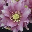 Picture of Helleborus 'Maid of Honor' WEDDING PARTY Series