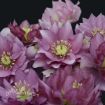 Picture of Helleborus 'Maid of Honor' WEDDING PARTY Series