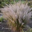 Picture of Calamagrostis b. Korean Feather Reed Grass