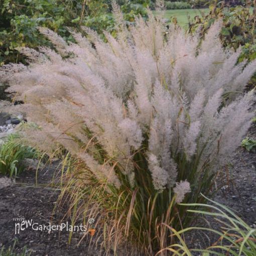Picture of Calamagrostis b. Korean Feather Reed Grass