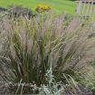 Picture of Calamagrostis b. Korean Feather Reed Grass