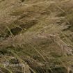 Picture of Calamagrostis b. Korean Feather Reed Grass