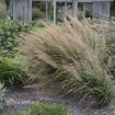 Picture of Calamagrostis b. Korean Feather Reed Grass