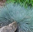 Picture of Festuca 'Elijah Blue' Fescue Grass