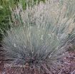 Picture of Festuca 'Elijah Blue' Fescue Grass
