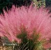 Picture of Muhlenbergia Muhly Grass Pink Hairgrass