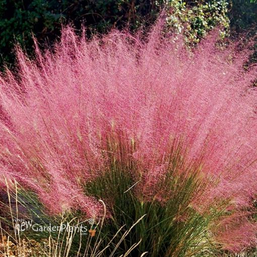 Picture of Muhlenbergia Muhly Grass Pink Hairgrass