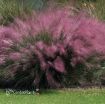 Picture of Muhlenbergia Muhly Grass Pink Hairgrass
