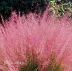 Picture of Muhlenbergia Muhly Grass Pink Hairgrass