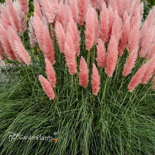 Picture of Cortaderia 'Pink Pampas Grass'