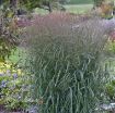 Picture of Panicum 'Apache Rose' Prairie Winds™ - Switch Grass