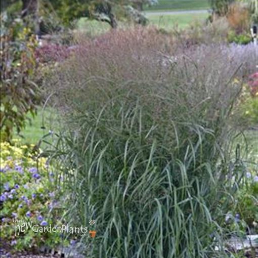 Picture of Panicum 'Apache Rose' Prairie Winds™ - Switch Grass