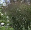 Picture of Panicum 'Apache Rose' Prairie Winds™ - Switch Grass
