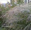 Picture of Panicum 'Apache Rose' Prairie Winds™ - Switch Grass