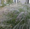 Picture of Panicum 'Apache Rose' Prairie Winds™ - Switch Grass