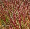 Picture of Panicum 'Shenandoah' Switch Grass