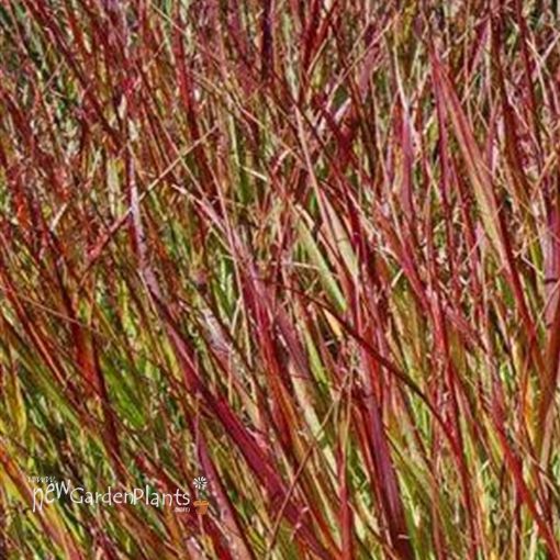 Picture of Panicum 'Shenandoah' Switch Grass