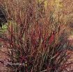 Picture of Panicum 'Shenandoah' Switch Grass