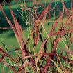 Picture of Panicum 'Shenandoah' Switch Grass