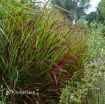 Picture of Panicum 'Shenandoah' Switch Grass