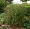 Picture of Panicum 'Shenandoah' Switch Grass