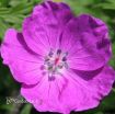 Picture of Geranium 'New Hampshire Purple' Hardy Geranium
