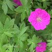 Picture of Geranium 'New Hampshire Purple' Hardy Geranium