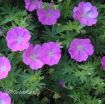 Picture of Geranium 'New Hampshire Purple' Hardy Geranium