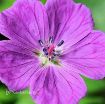 Picture of Geranium 'New Hampshire Purple' Hardy Geranium