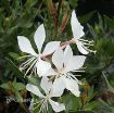 Picture of Gaura 'Whirling Butterfies'