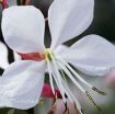 Picture of Gaura 'Whirling Butterfies'