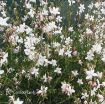 Picture of Gaura 'Whirling Butterfies'