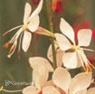 Picture of Gaura 'Whirling Butterfies'