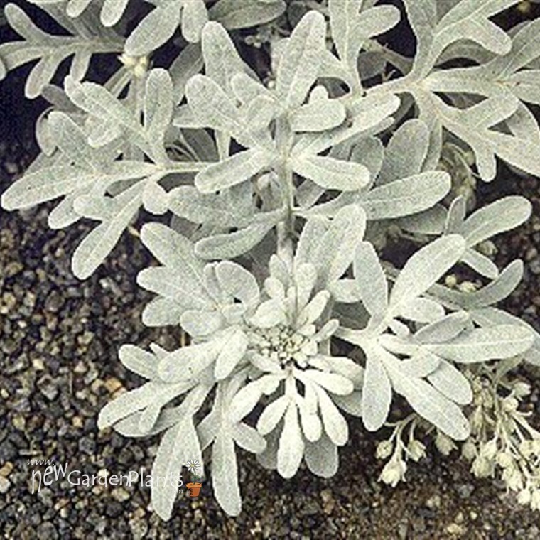 Artemisia 'SILVER BROCADE' Wormwood, Mugwort. New Garden Plants