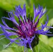 Picture of Centaurea 'Montana Blue' Bachelor Button