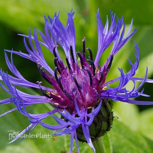 Picture of Centaurea 'Montana Blue' Bachelor Button