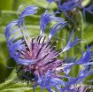 Picture of Centaurea 'Montana Blue' Bachelor Button