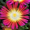 Picture of Delosperma 'Hot Pink Wonder' Wheels of Wonder™ Ice Plant
