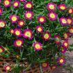 Picture of Delosperma 'Hot Pink Wonder' Wheels of Wonder™ Ice Plant