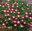 Picture of Delosperma 'Hot Pink Wonder' Wheels of Wonder™ Ice Plant