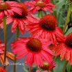 Picture of Echinacea KISMET Red