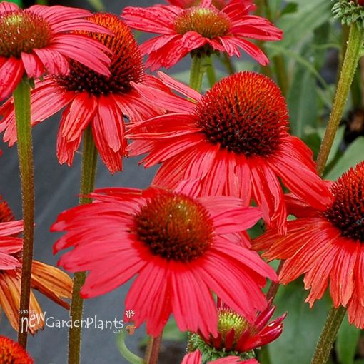 Picture of Echinacea KISMET Red