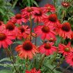 Picture of Echinacea KISMET Red