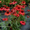 Picture of Echinacea KISMET Red